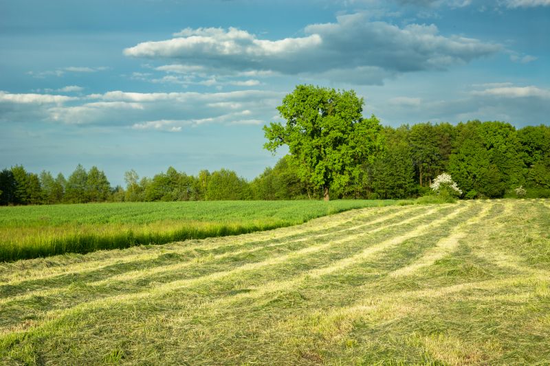 Pasture Clearing in Houston, TX